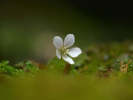 月見の森_f0000813_2318247.jpg