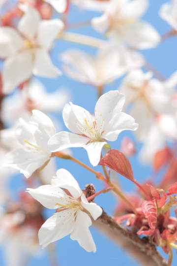 「ごま、魚見桜を撮りに行く。」の巻_c0022219_20154861.jpg