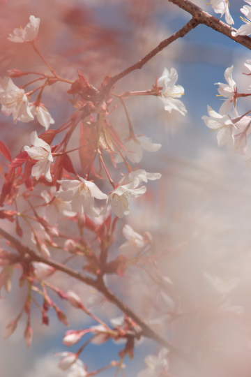 「ごま、魚見桜を撮りに行く。」の巻_c0022219_20183563.jpg