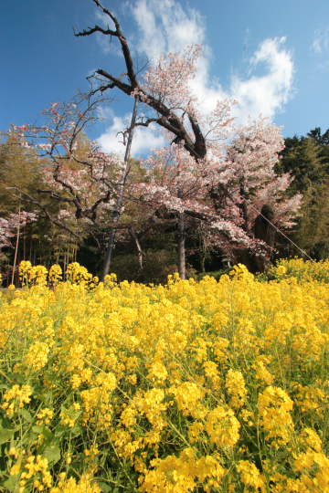 「ごま、魚見桜を撮りに行く。」の巻_c0022219_2061657.jpg