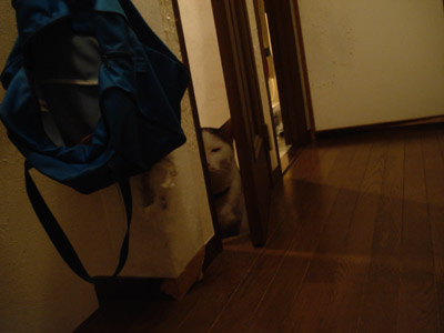 話には続きがあったのだ_a0028451_1564580.jpg