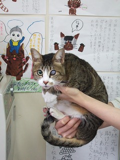 元気になったモモちゃん_b0059154_2332451.jpg