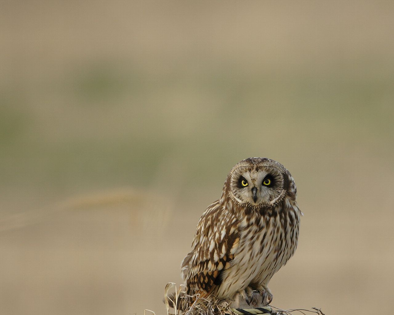 コミミズク家人のお気に入り_f0105570_22384717.jpg