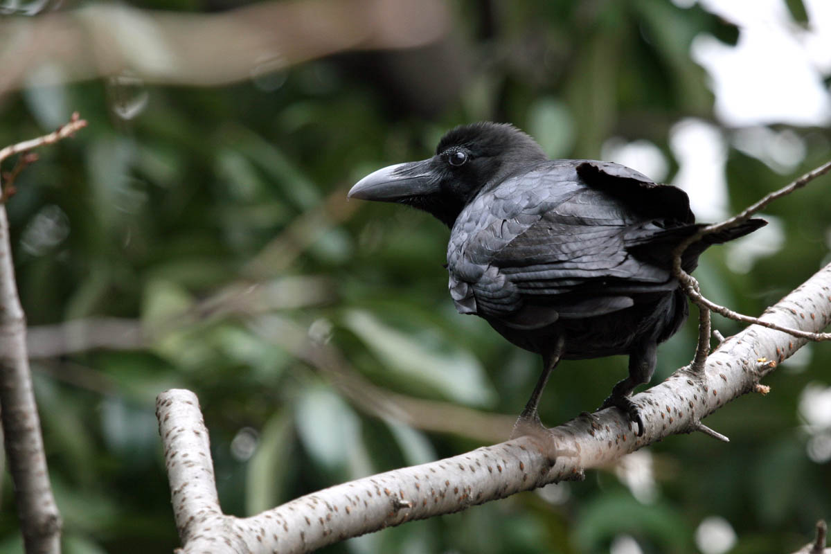カラスの濡れ羽色 身近な自然を撮る カラスの濡れ羽色 身近な自然を撮る