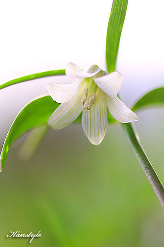 ホソバナコバイモ　　　 Fritillaria amabilis Koidz._c0038290_6213513.jpg