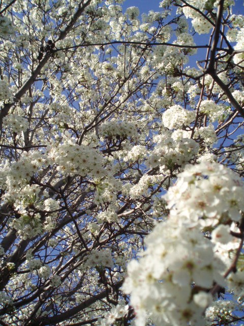Spring Time_b0079097_624695.jpg