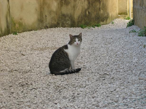 スペイン、ポルトガル、モロッコと動物_d0025301_16492873.jpg