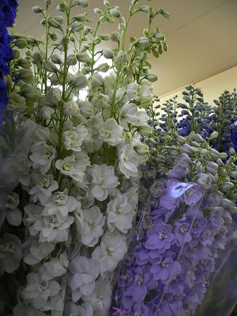 デルフィそろそろ忙しくなってきました!_d0099708_21241596.jpg