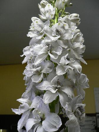 デルフィそろそろ忙しくなってきました!_d0099708_21251486.jpg