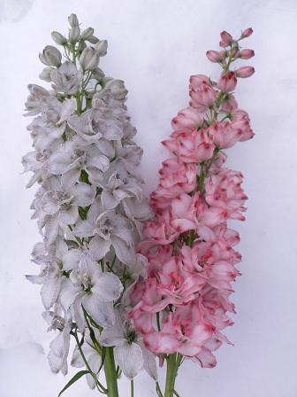 デルフィそろそろ忙しくなってきました!_d0099708_2125575.jpg