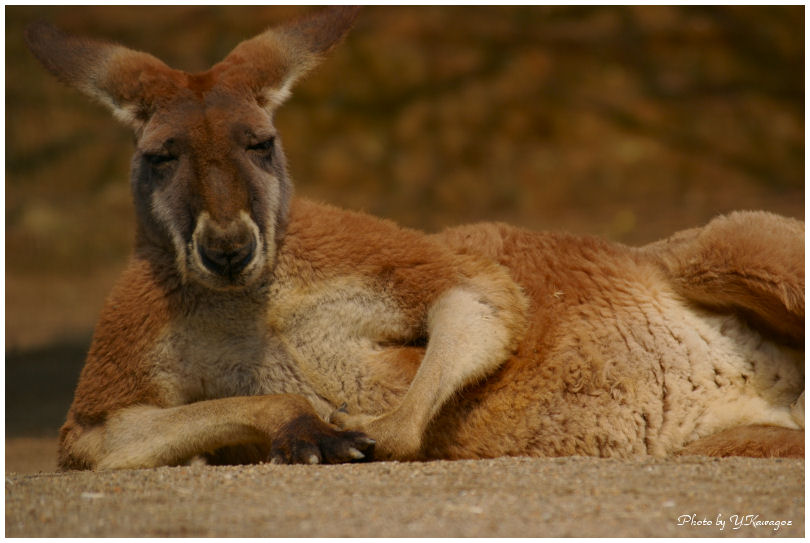 動物園_d0107811_22262944.jpg