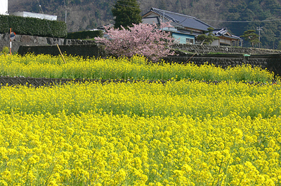 もうすぐ春ですね！_e0117516_10151133.jpg