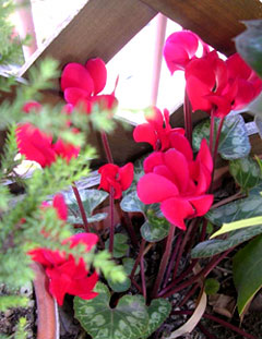 f0036716_13355890.jpg