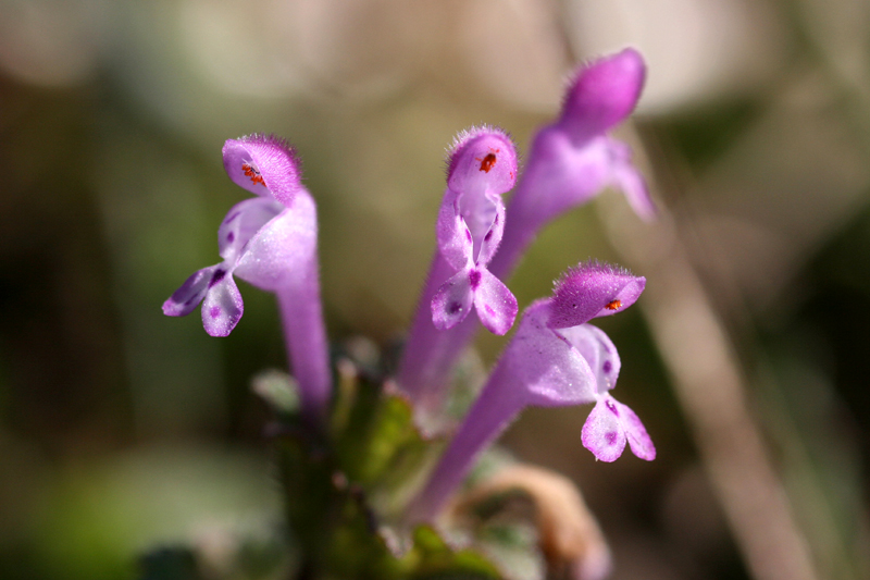 d0054625_2030751.jpg