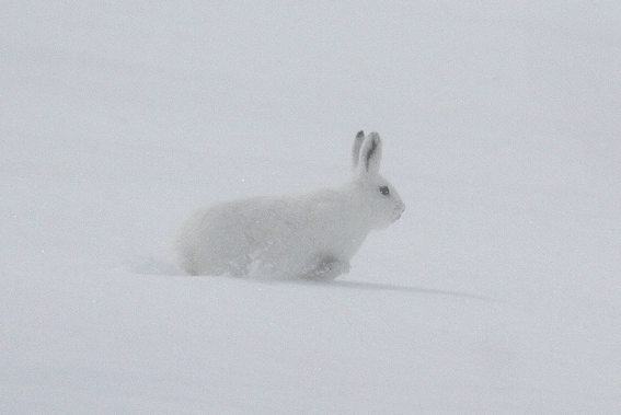 3月の動物：3月18日“エゾユキウサギ”_d0069235_20464777.gif