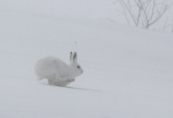 3月の動物：3月18日“エゾユキウサギ”_d0069235_2163513.gif