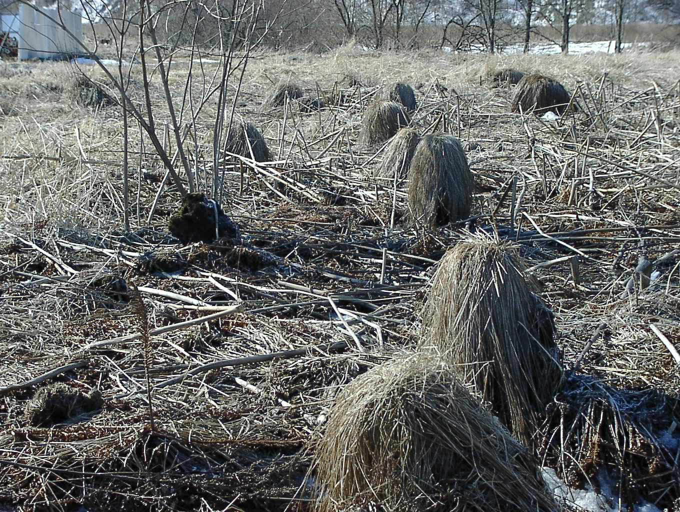 やちぼうず 3月18日_f0113639_11503378.jpg