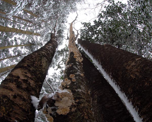 e0035757_21515260.jpg