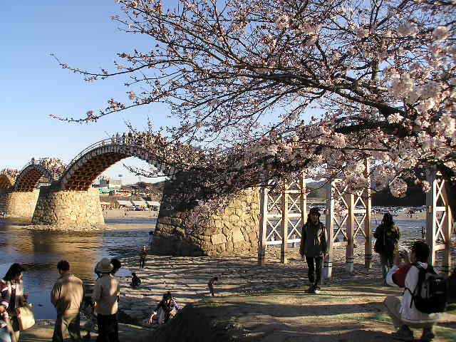 錦帯橋の桜_f0130879_21344635.jpg