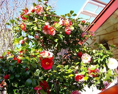 c0078480_0461413.jpg