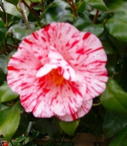 c0078480_0474086.jpg