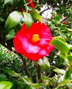 c0078480_0484347.jpg