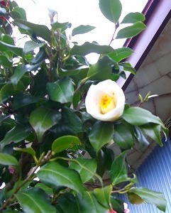 c0078480_0494022.jpg