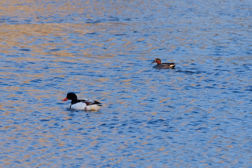 週末鳥見_f0030183_2353551.jpg