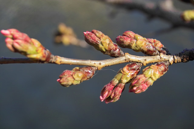 春爛漫 いよいよ 桜 の開花 ???_d0069398_172417.jpg