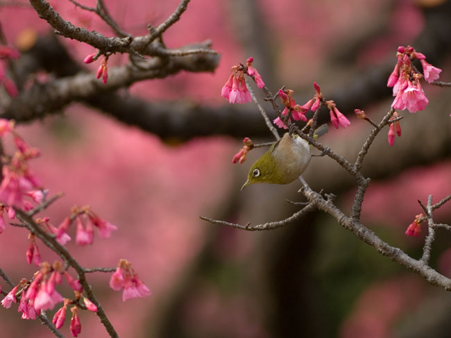 メジロと寒緋桜_f0002801_23104590.jpg