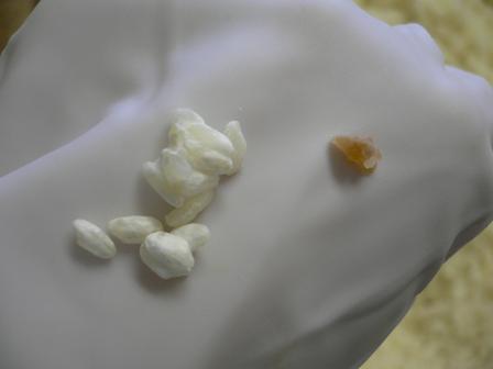 雑菌とカラー_d0099708_21594372.jpg