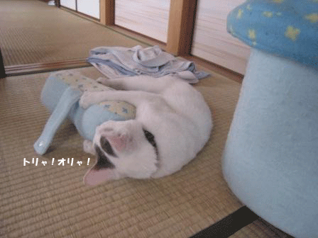 恋人はクッション_a0093825_8215267.gif