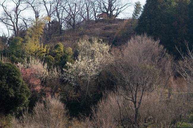 今日の花見山です。（３月１９日撮影）_d0106628_11242931.jpg