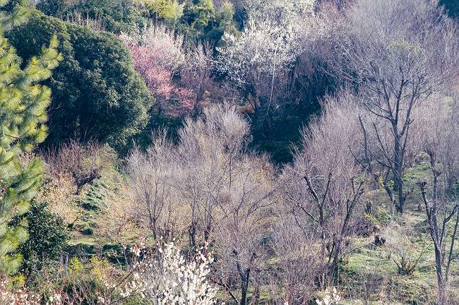 今日の花見山です。（３月１９日撮影）_d0106628_11255353.jpg