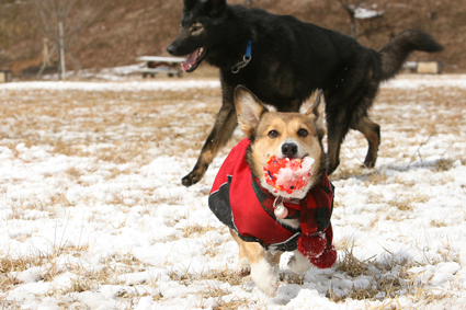 みんな犬　大あり小あり　個性あり_b0031538_19271765.jpg