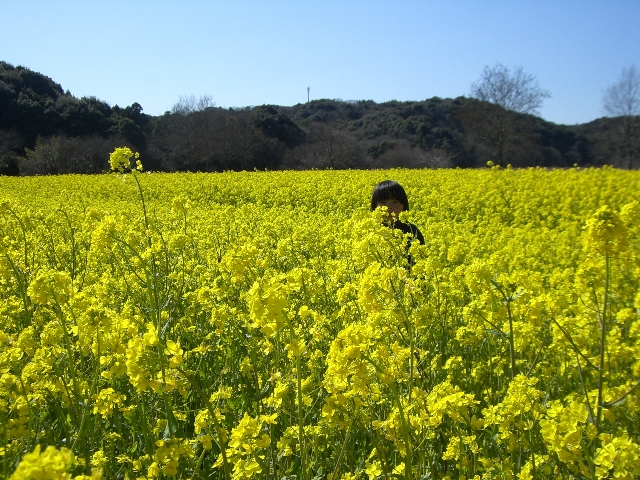 菜の花畑と雑貨屋めぐり_f0033046_8401921.jpg