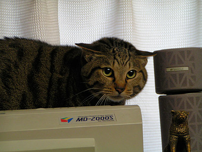 話には続きがあったのだ_a0028451_047277.jpg