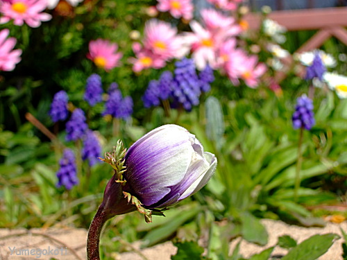 b0051253_864123.jpg