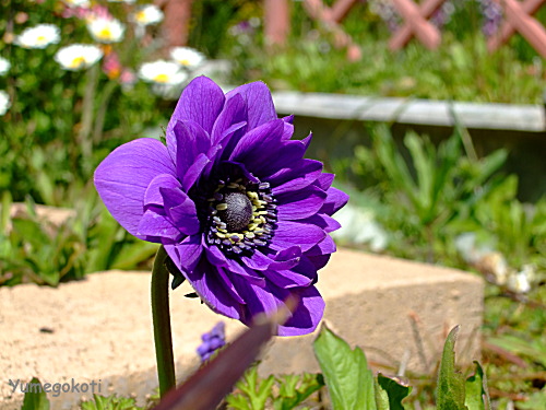 b0051253_8723.jpg