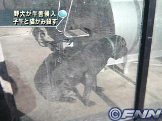 子牛が犬にかみ殺される 徒然牧場 子牛が犬にかみ殺される 徒然牧場