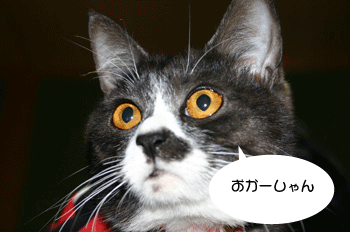 a0041108_210590.gif