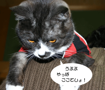 a0041108_2121124.gif