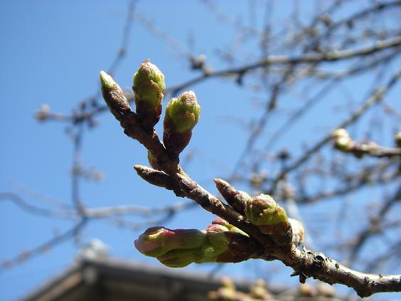 桜　もうすぐかしら？_c0097309_2229437.jpg