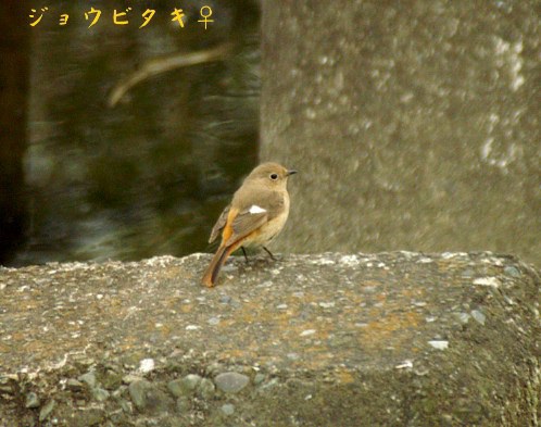 赤い鳥特集P-2です。_b0033423_1514157.jpg