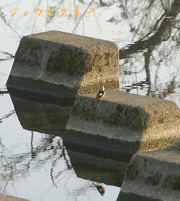 赤い鳥特集P-2です。_b0033423_15185660.jpg