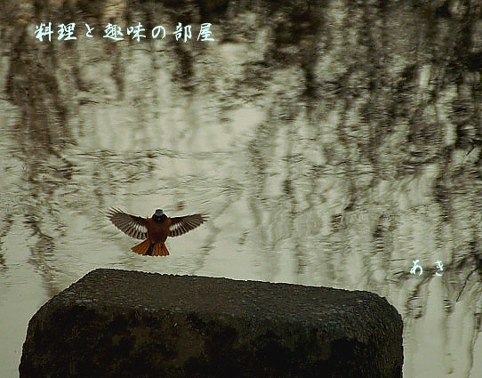 赤い鳥特集P-2です。_b0033423_1522938.jpg