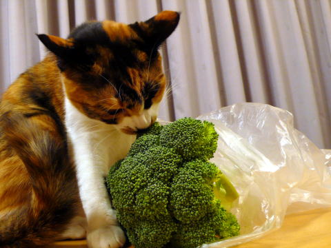 猫とブロッコリー 猫バカる日々