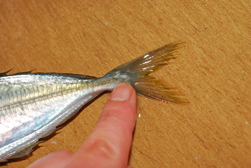 鯵フライ用 の捌き方 丁寧に説明しますよ 魚屋三代目日記
