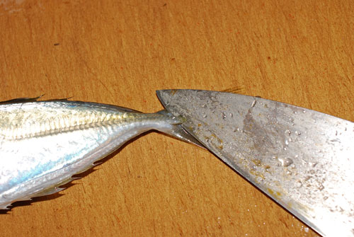 「鯵フライ用」の捌き方............ 丁寧に説明しますよ〜！_d0069838_20583098.jpg