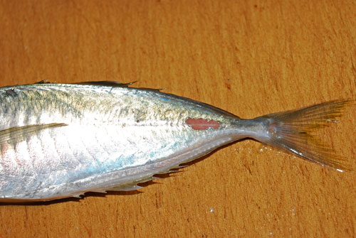 「鯵フライ用」の捌き方............ 丁寧に説明しますよ〜！_d0069838_20585487.jpg
